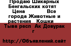 Продаю Шикарных Бенгальских котят › Цена ­ 17 000 - Все города Животные и растения » Кошки   . Тыва респ.,Ак-Довурак г.